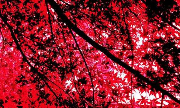 Maple wallpapers screenshot 2