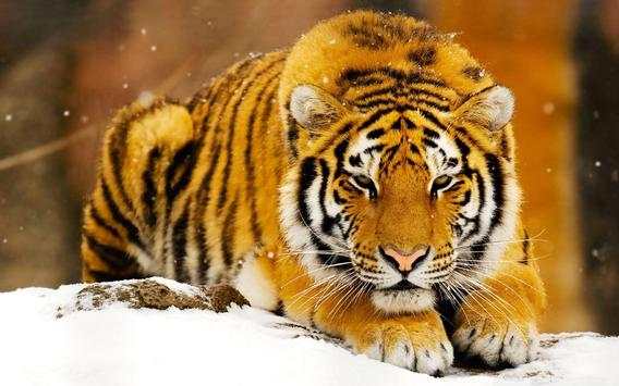 Tiger Live Wallpaper Aninal स्क्रीनशॉट 4