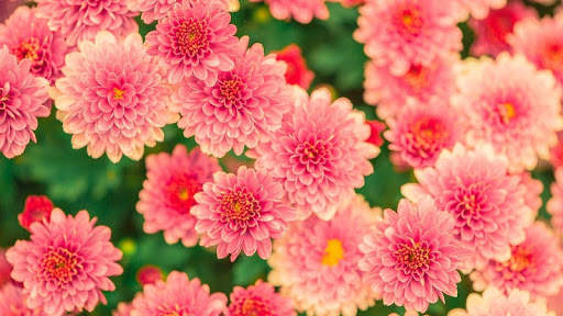Pink Flowers Wallpaper screenshot 4