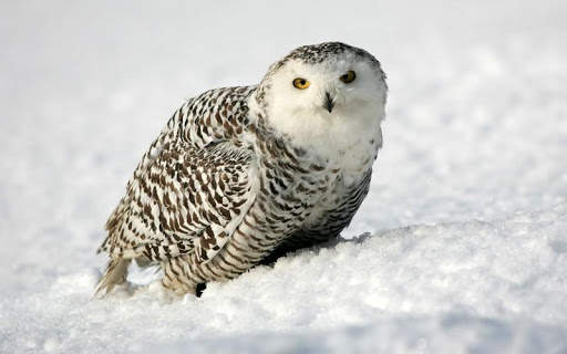 Snowy Owl Bird HD Wallpaper screenshot 3