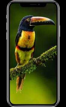 Bird Wallpapers screenshot 1