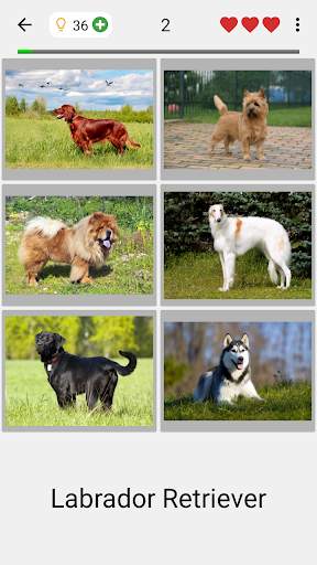 Köpekler - Tüm köpek ırkları hakkında Foto-Sınav screenshot 1