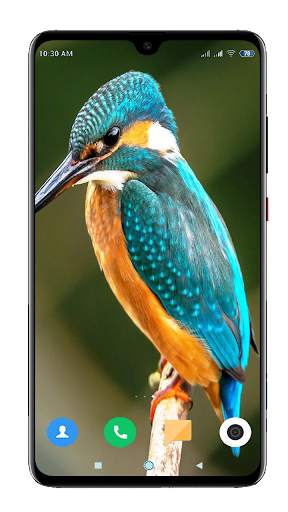 Bird Wallpaper 4K screenshot 1