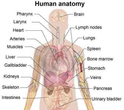 Anatomy Atlas screenshot 1