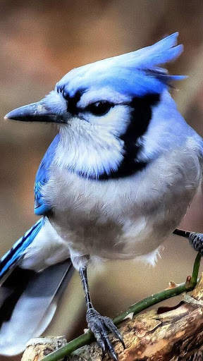 Blue Jay Bird Wallpapers HD screenshot 2