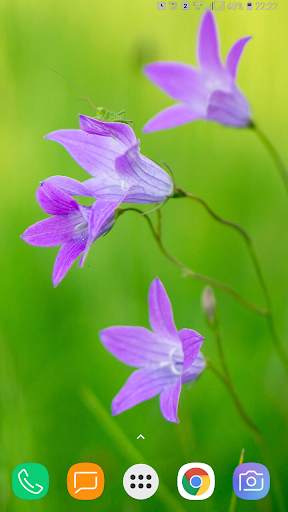 Flower Wallpaper screenshot 10