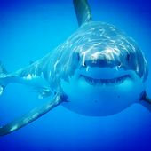 Shark icon
