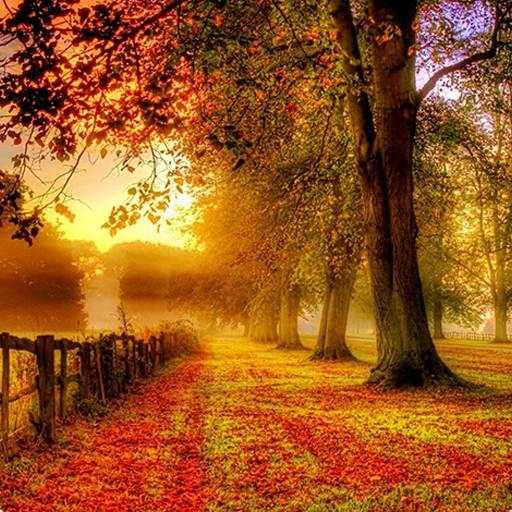 Autumn Wallpaper HD 3.1