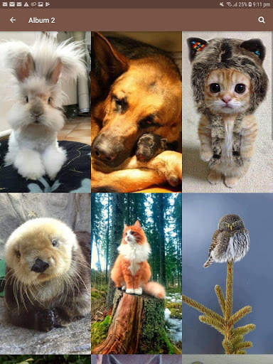 Animal and Birds Wallpapers स्क्रीनशॉट 19