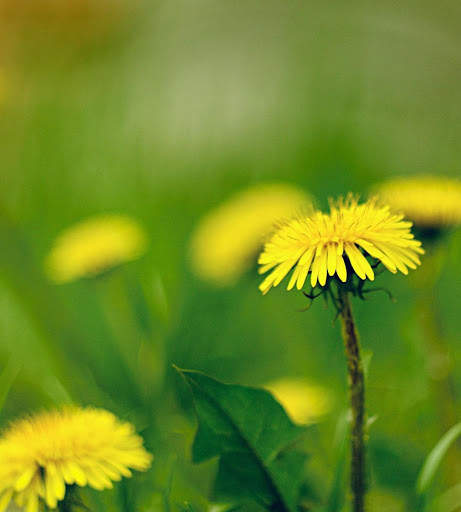 Spring Wallpapers HD screenshot 11
