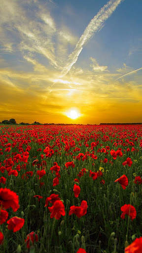 Spring Live Wallpaper screenshot 1