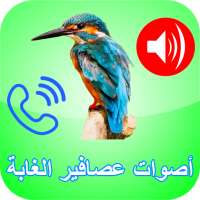 أصوات الطيور و العصافير بدون نت - أصوات الغابة