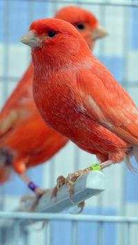 Canary Bird Wallpapers HD screenshot 6