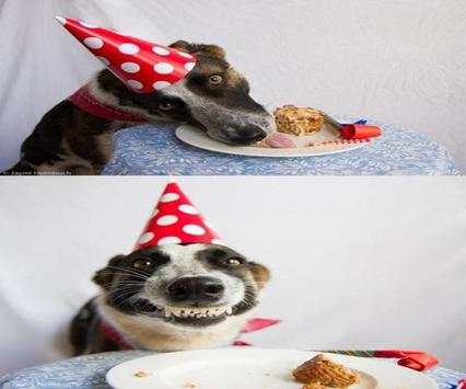 Funny Animal Pictures screenshot 2