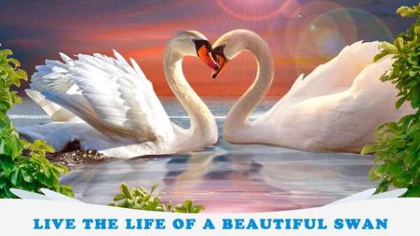 Swan Simulator 3D - City Bird Fly Game screenshot 1