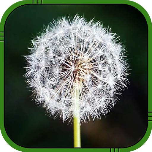 Dandelion Live Wallpaper 7.0