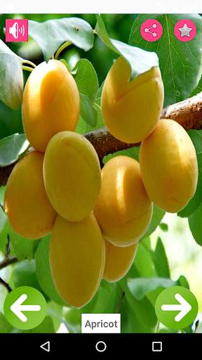 Fruits Name with Pictures screenshot 1