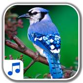 Bird Sounds 1.1