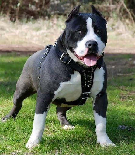Pitbull HD Wallpaper New 2019 screenshot 3
