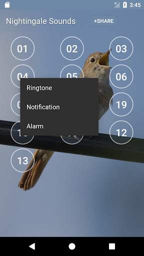 Nightingale Bird Sound Ringtones screenshot 3