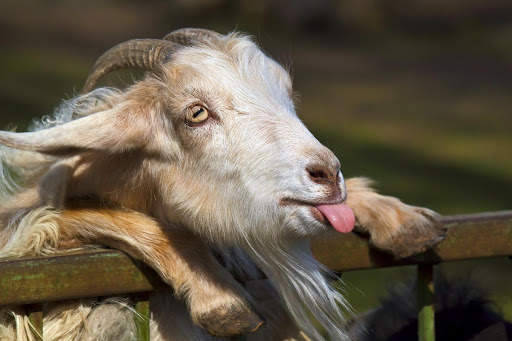 Goat Wallpapers screenshot 3