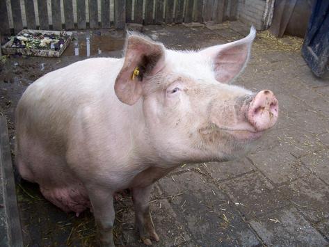 Open Animal Sounds screenshot 4