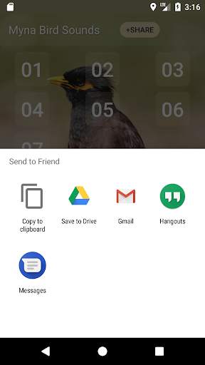 Myna Bird Sound Ringtones screenshot 4
