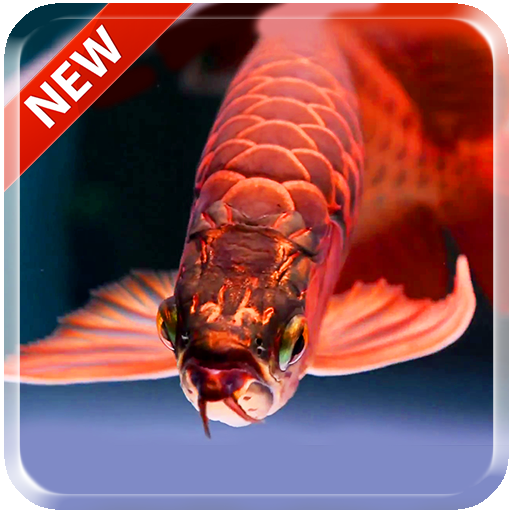 ikon Lovely Arowana LiveWallpaper
