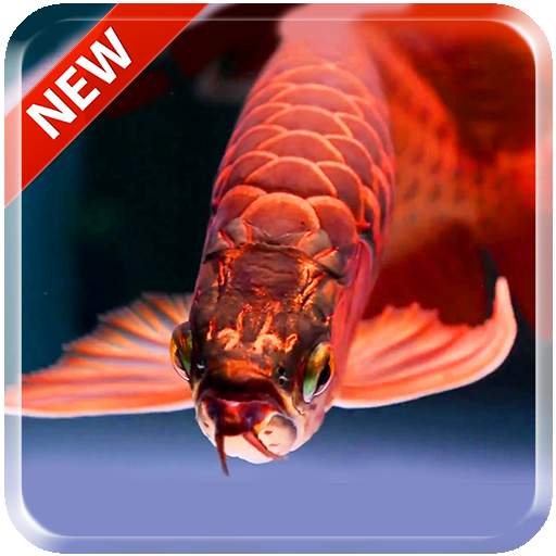 Lovely Arowana LiveWallpaper 1.0