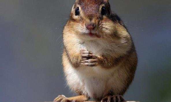 Chipmunk wallpapers screenshot 1