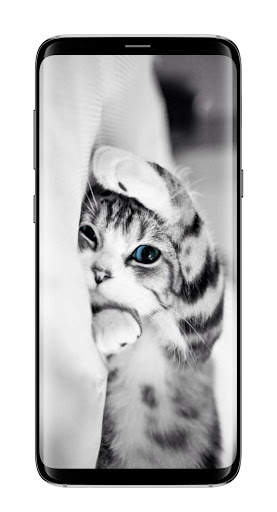 Cute Cat Wallpaper HD screenshot 1