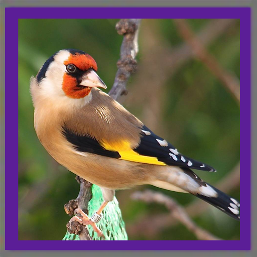 Birds sounds icon
