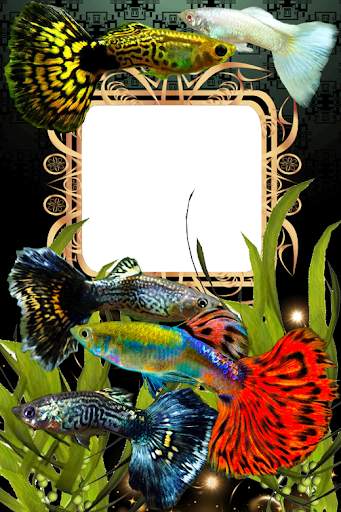 Guppy Fishs Photo Frames screenshot 7