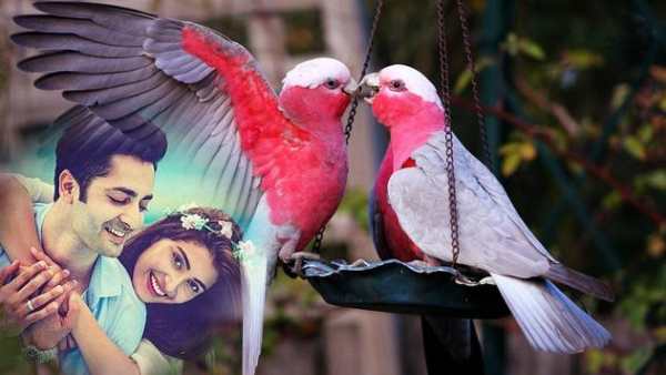 Love Birds Photo Frame Editor screenshot 1
