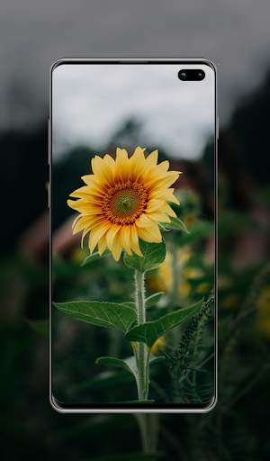 Hd Wallpaper & Background screenshot 6