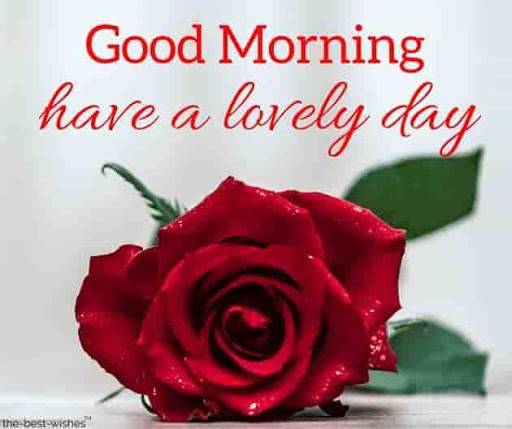Good morning Flower Wallpapers Colorful Roses 4K screenshot 3