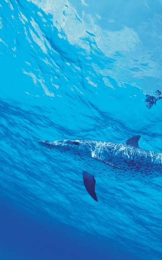 Dolphin Live Wallpaper HD screenshot 2