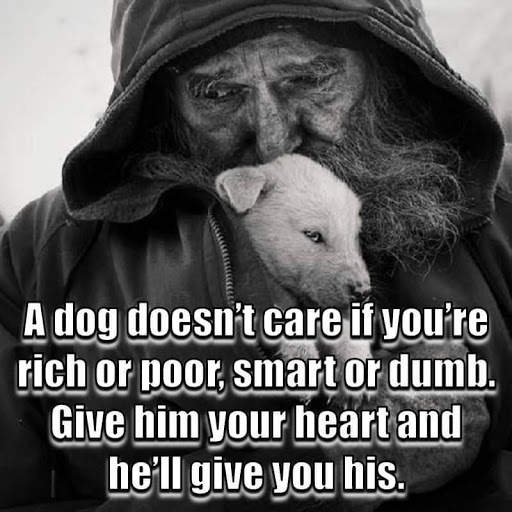 Animal Lover Quotes - Dog Lover Status - Cat Love screenshot 1