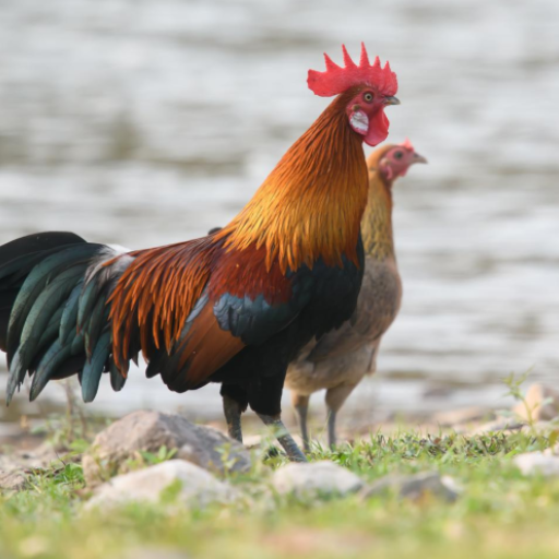 Bird and animal calls icon