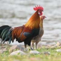 Bird and animal calls