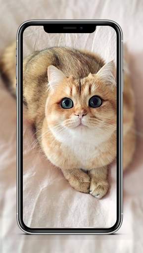Cute Cat & Kitten Wallpaper HD OFFLINE screenshot 6