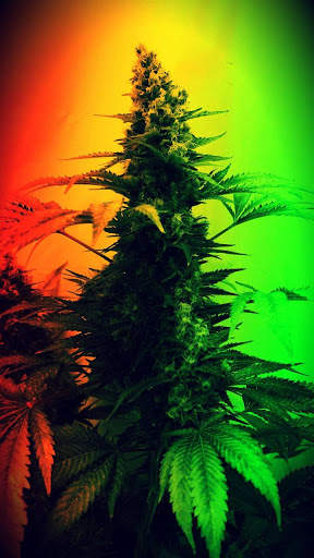 Bob Marley Rasta Wallpaper screenshot 4