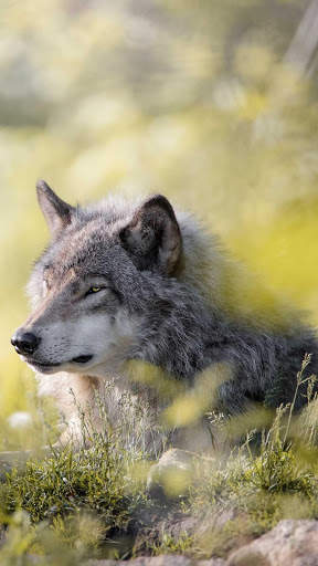 Wolf Wallpapers HD & 4k Backgrounds screenshot 8