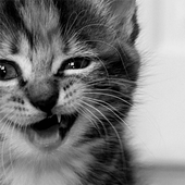Little Cat icon