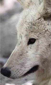Wolf Photo HD screenshot 2