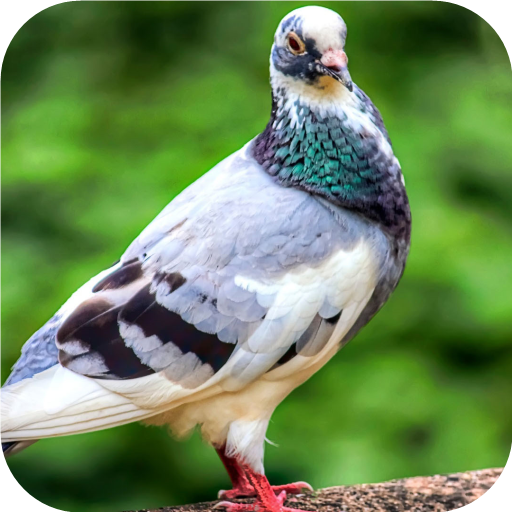 Lonely Pigeon. Birds Wallpapers иконка