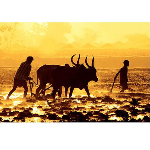 Farmer King icon