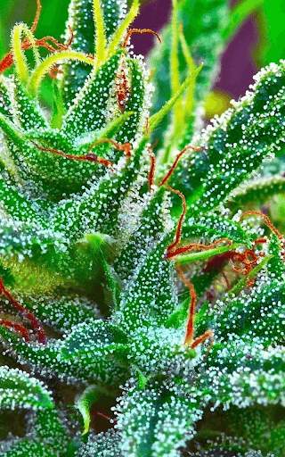 Rasta Weed Live Wallpaper screenshot 6