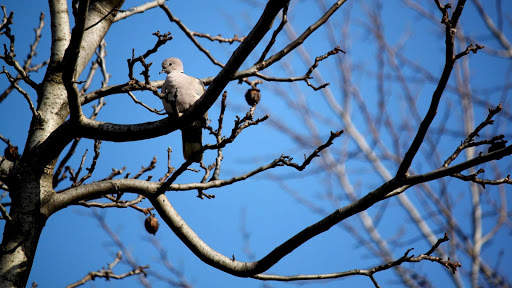 Lonely Pigeon. Birds Wallpapers स्क्रीनशॉट 1