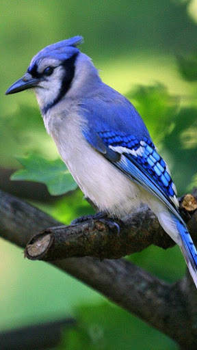 Blue Jay Bird Wallpapers HD screenshot 4